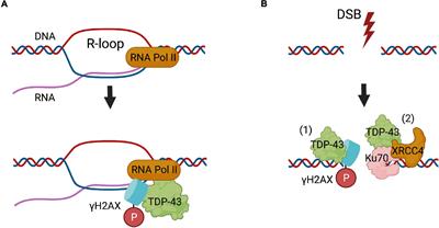 DNA Damage, Defective DNA Repair, and Neurodegeneration in Amyotrophic Lateral Sclerosis